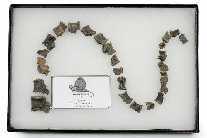 Triassic Fossil Synapsid (Dimetrodon) Tail - Texas #351339